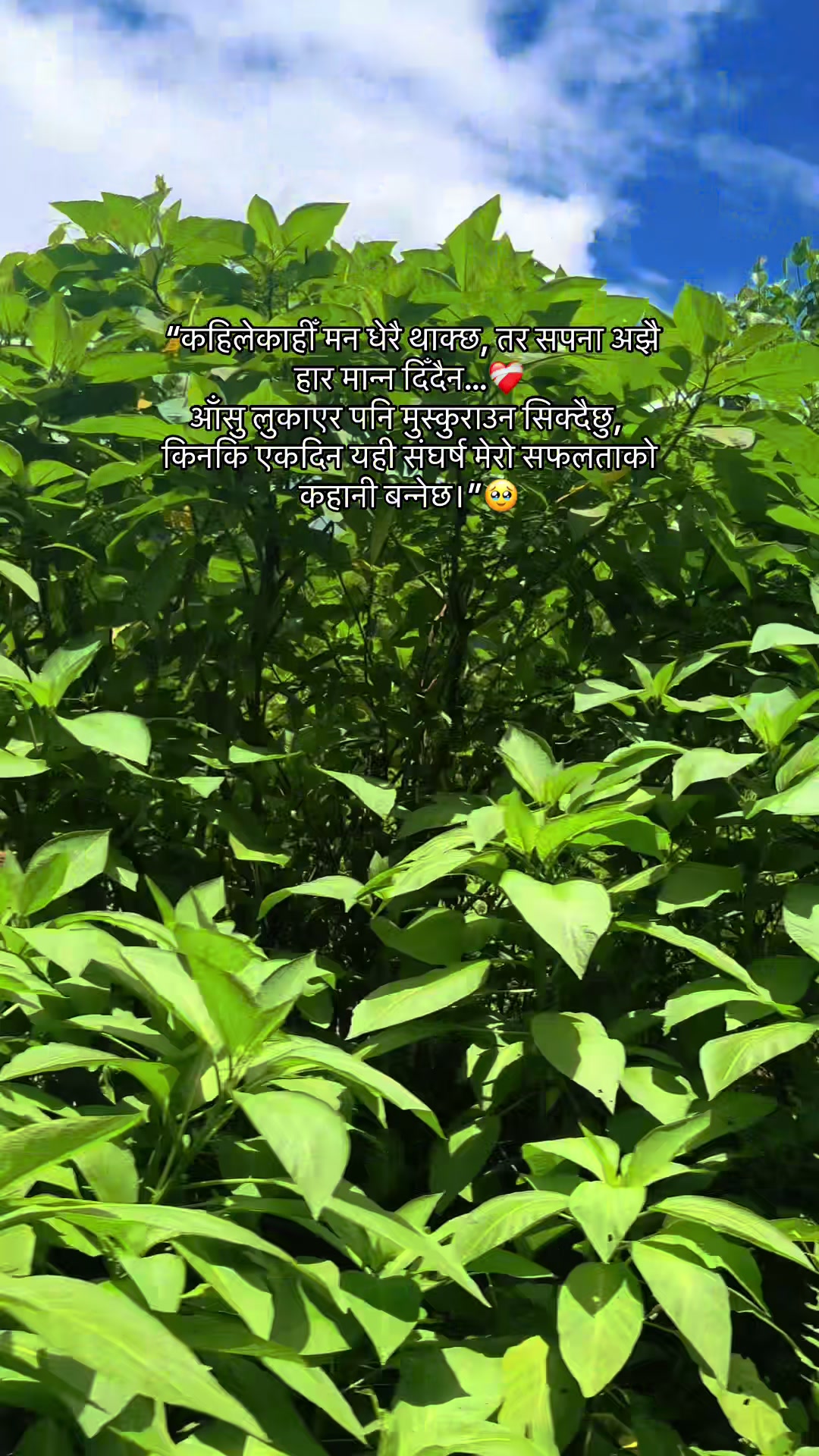 @mandipjungchhetri7