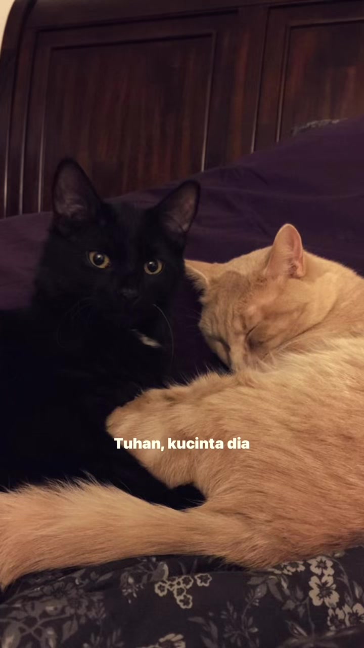 @^~^