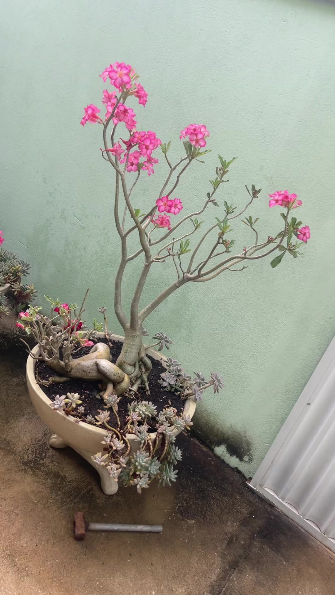 @Enisqleia Duarte Eni