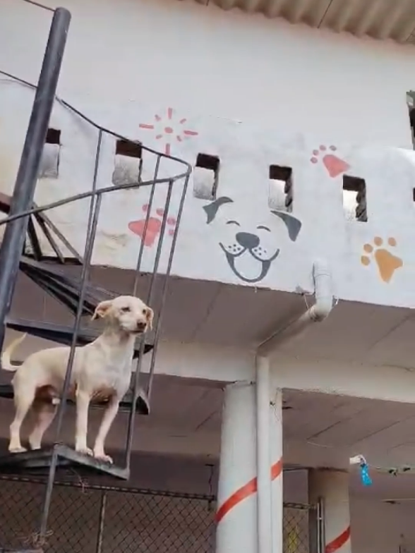@Chocoburbujas 🐾