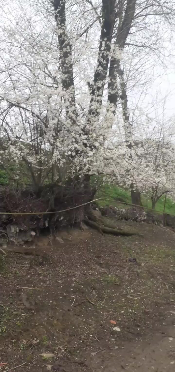@A🪡N