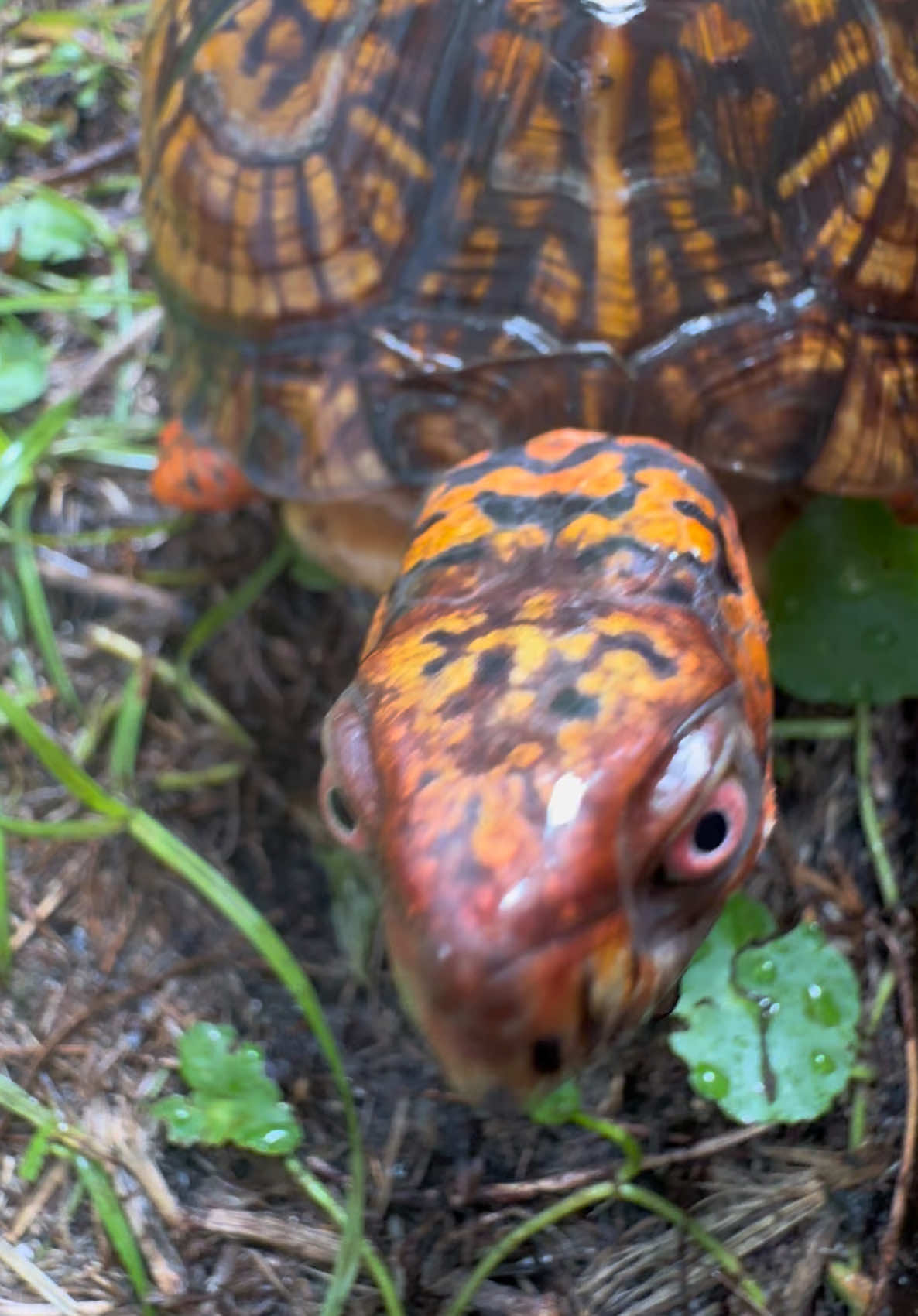 @Tommys_reptiles