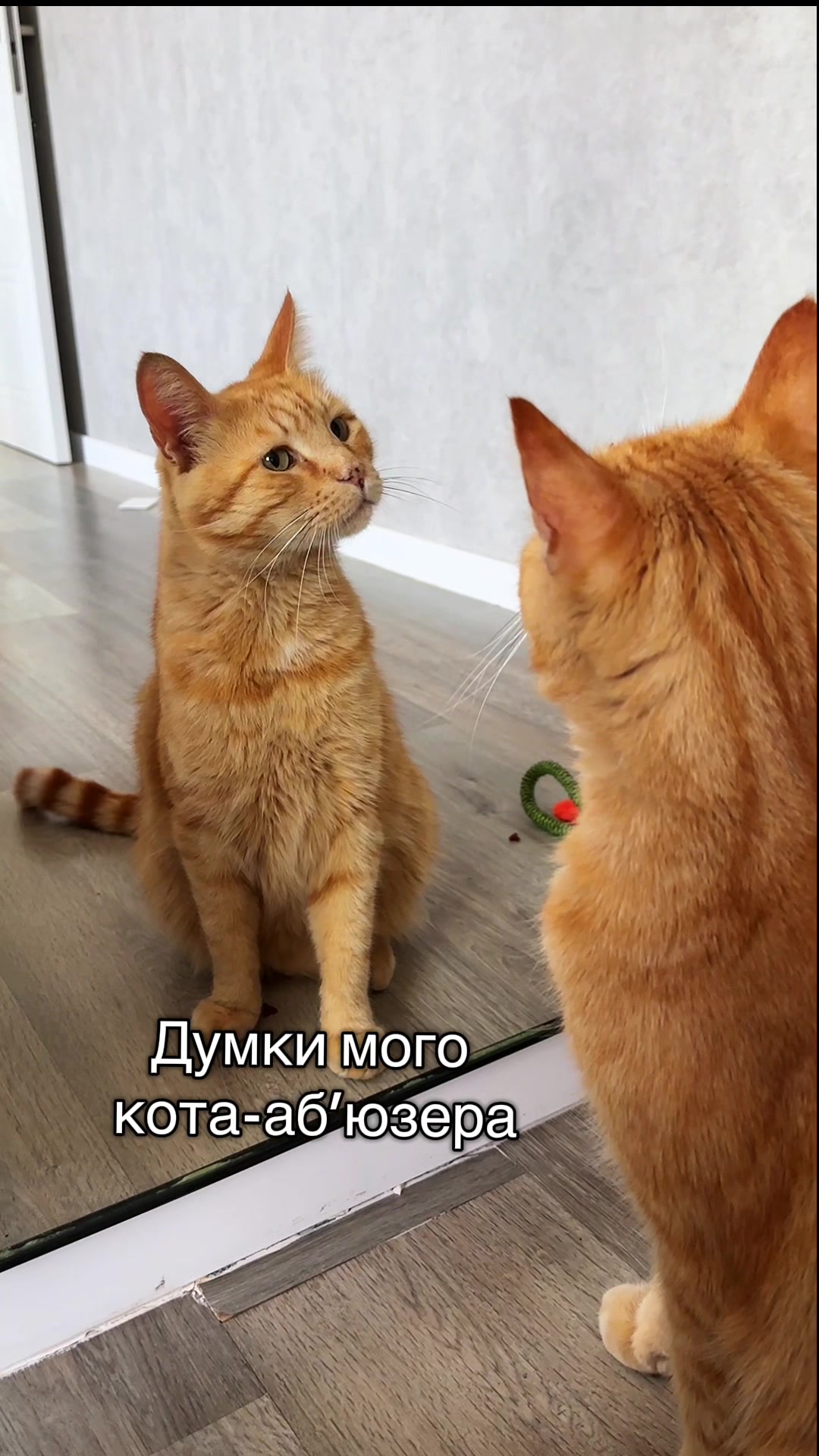@Rud_ ( ^. .^ )