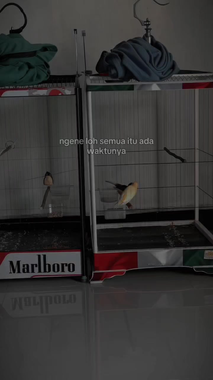 @iyas