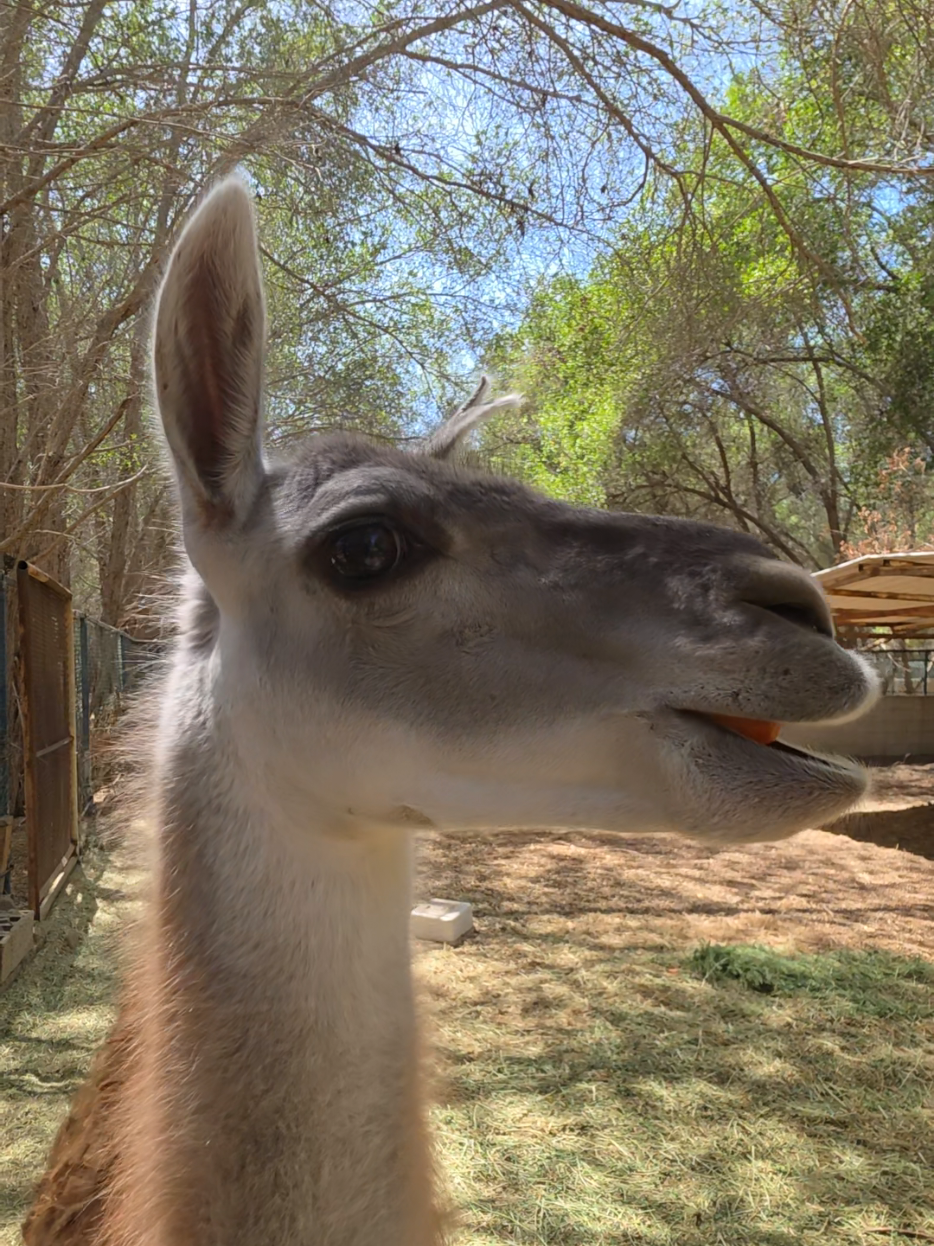 @funny:)animalsbytwins