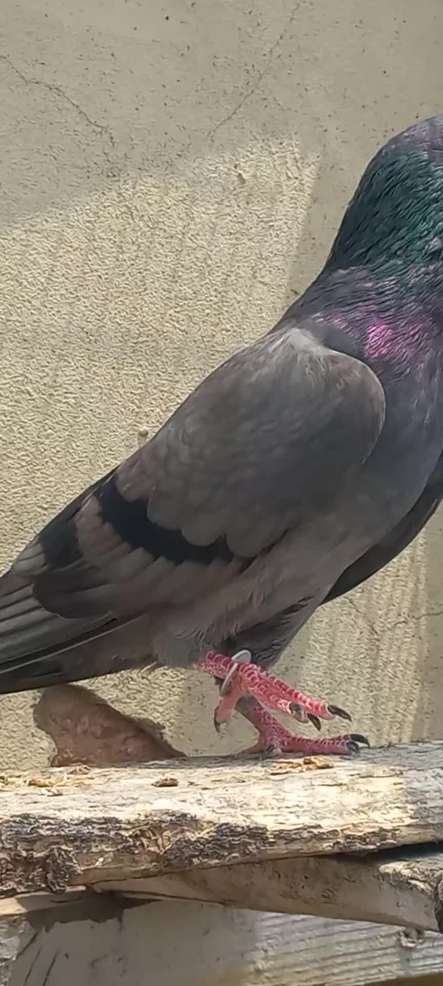 @Ranakasuripigeon