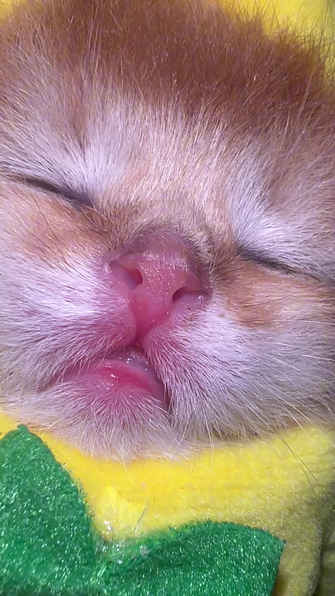 @Soothing Cats😻