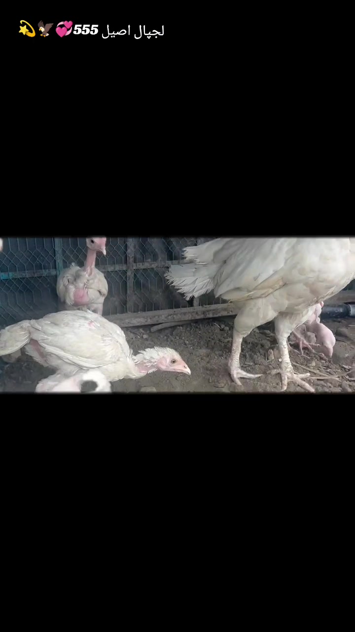 @𝒁𝒂𝒊𝒃 𝑴𝒖غ𝒉𝒂𝒍 555