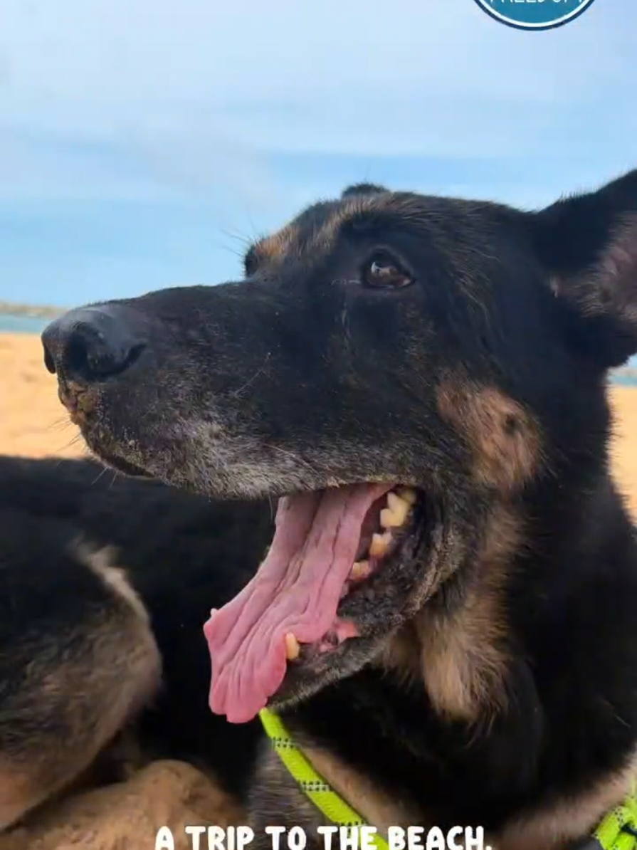 @tailsoffreedomsl
