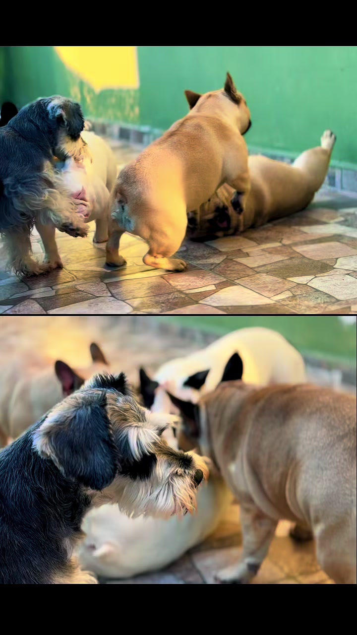 @Bosphorus Bulls French Bulldog