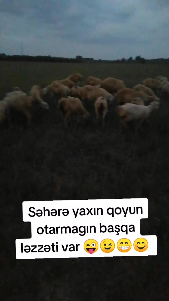 @Elşad.264
