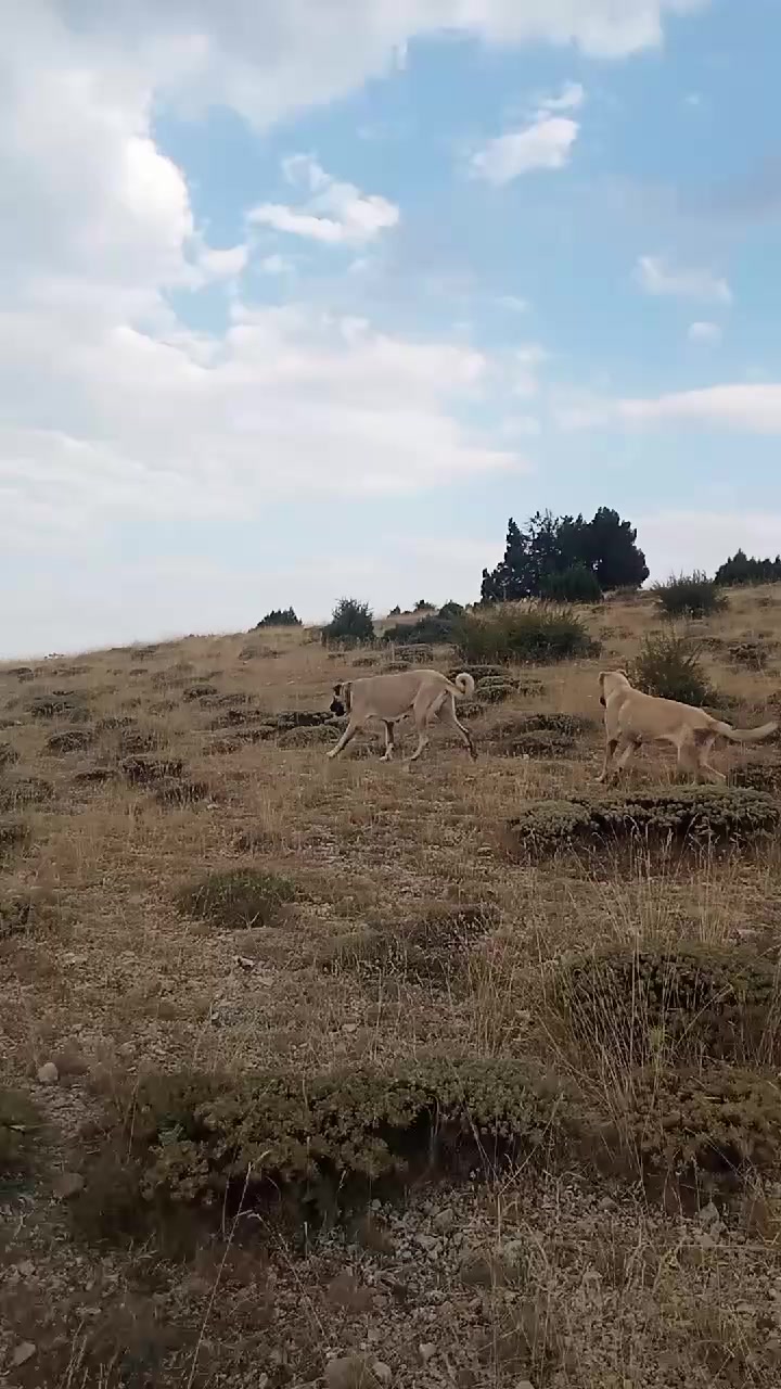 @Haşmet &Ccedil;etin