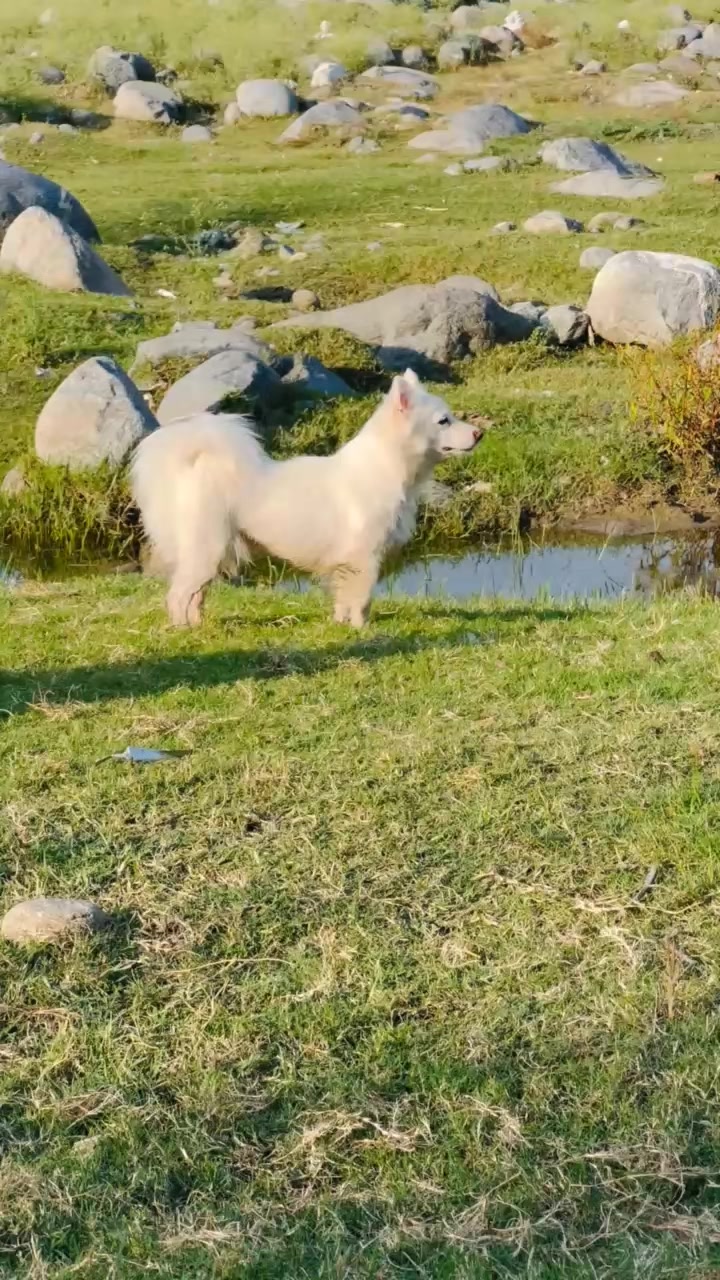 @PETS LOVER 🐕