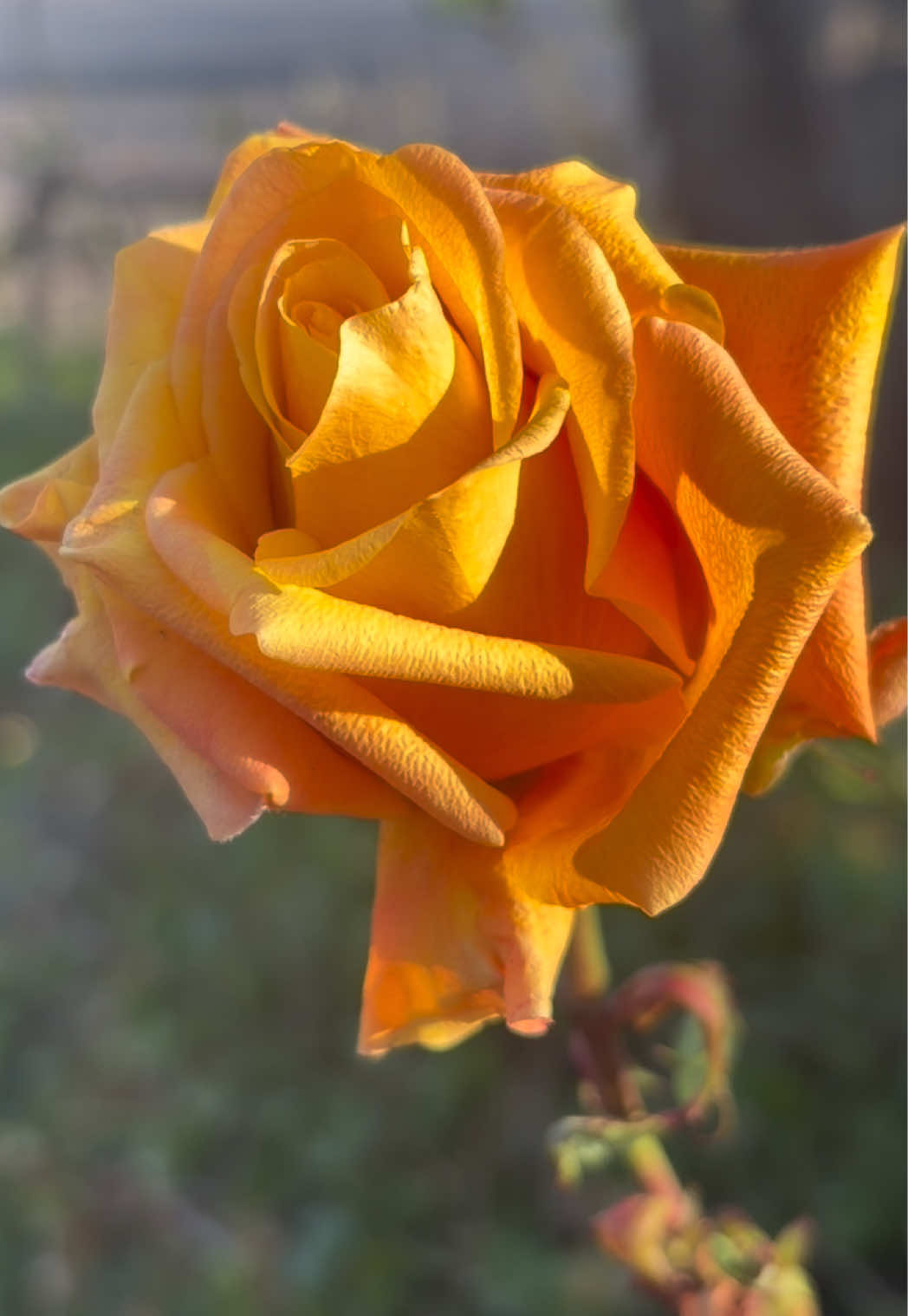 @nabeelabhikoo_