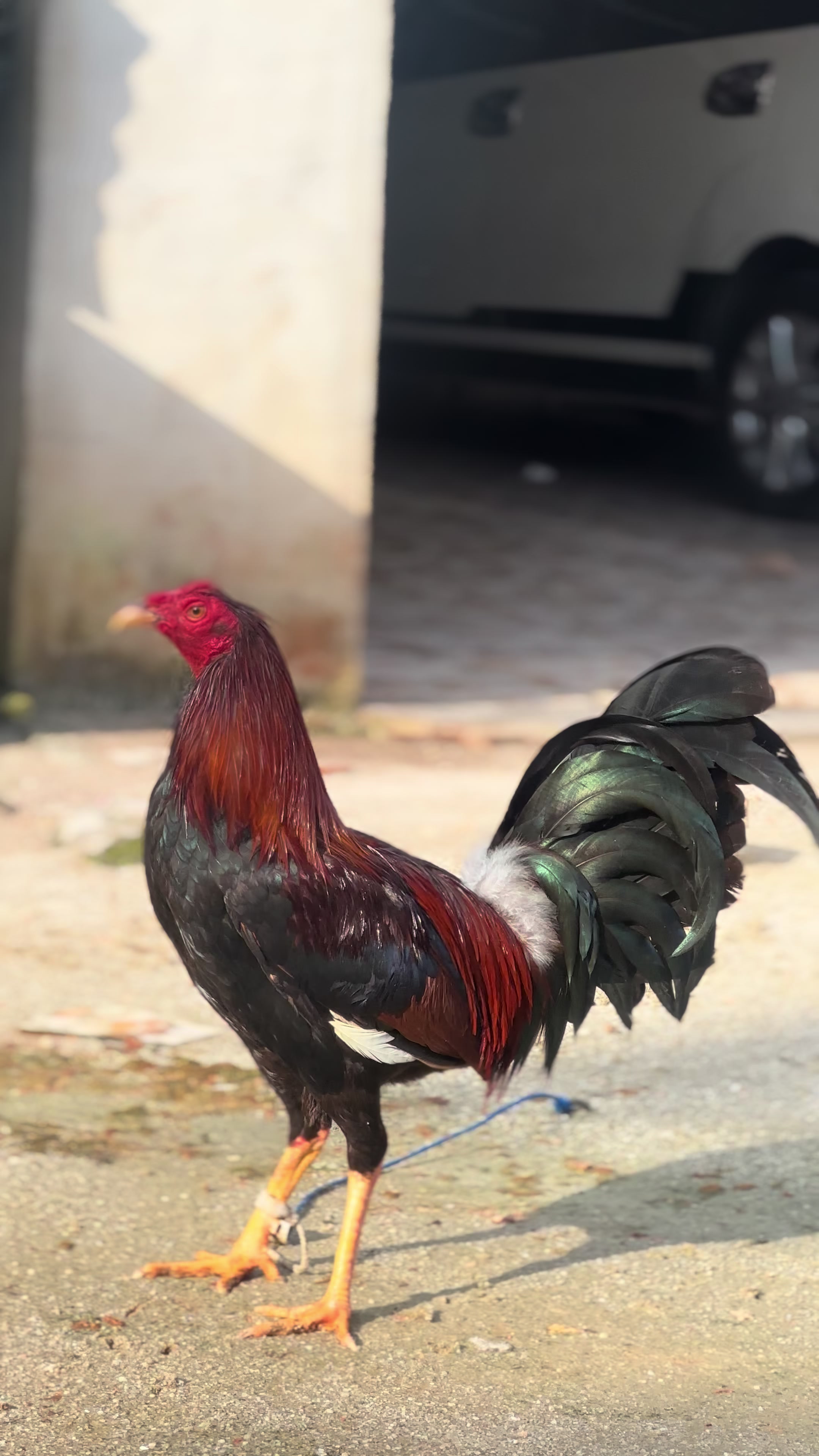 @MR217(FARM)