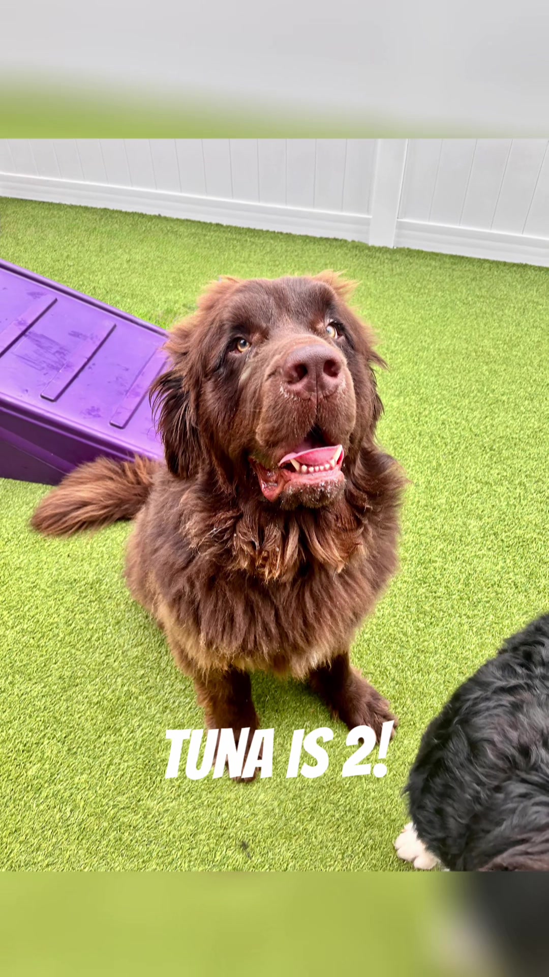 @Waghouse Dog Daycare
