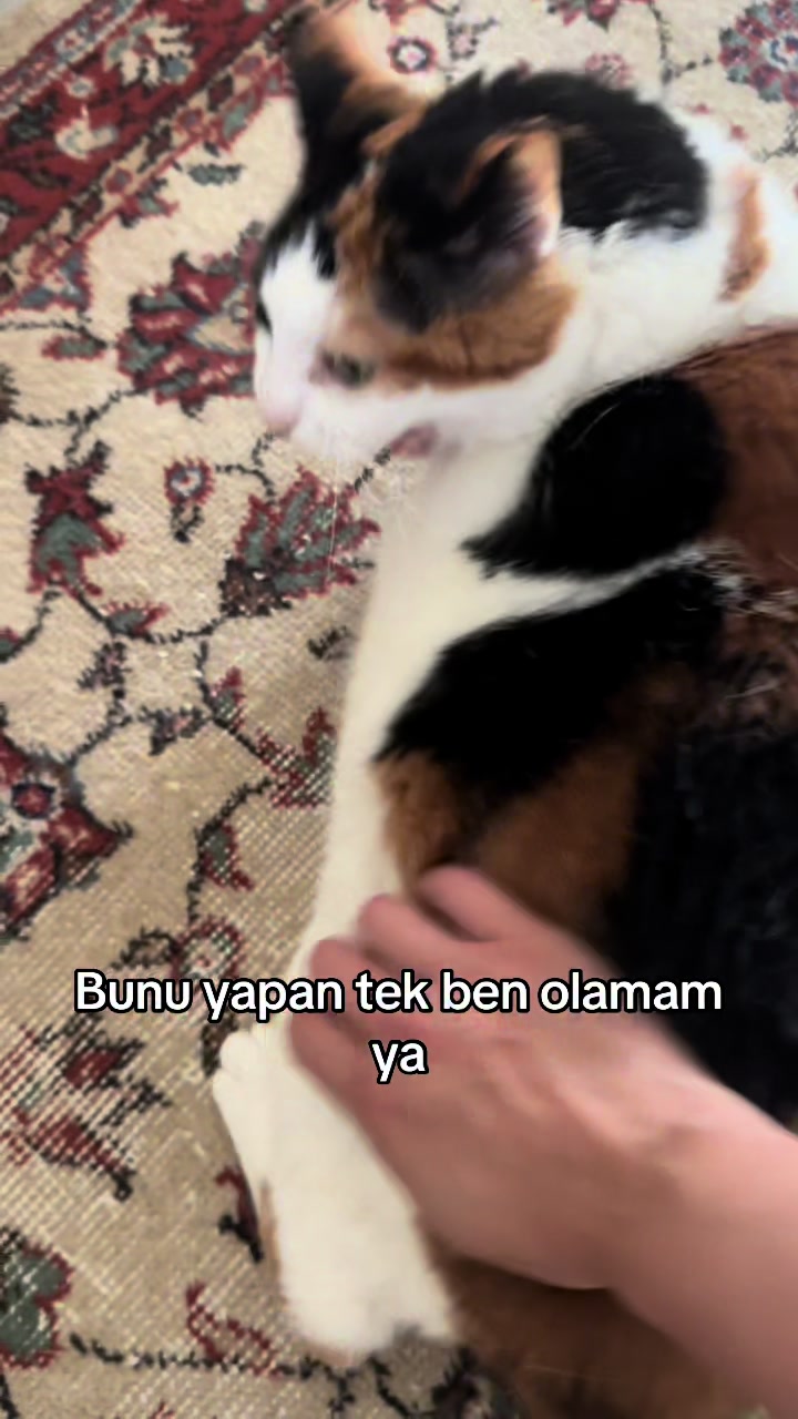 @Çikikatör
