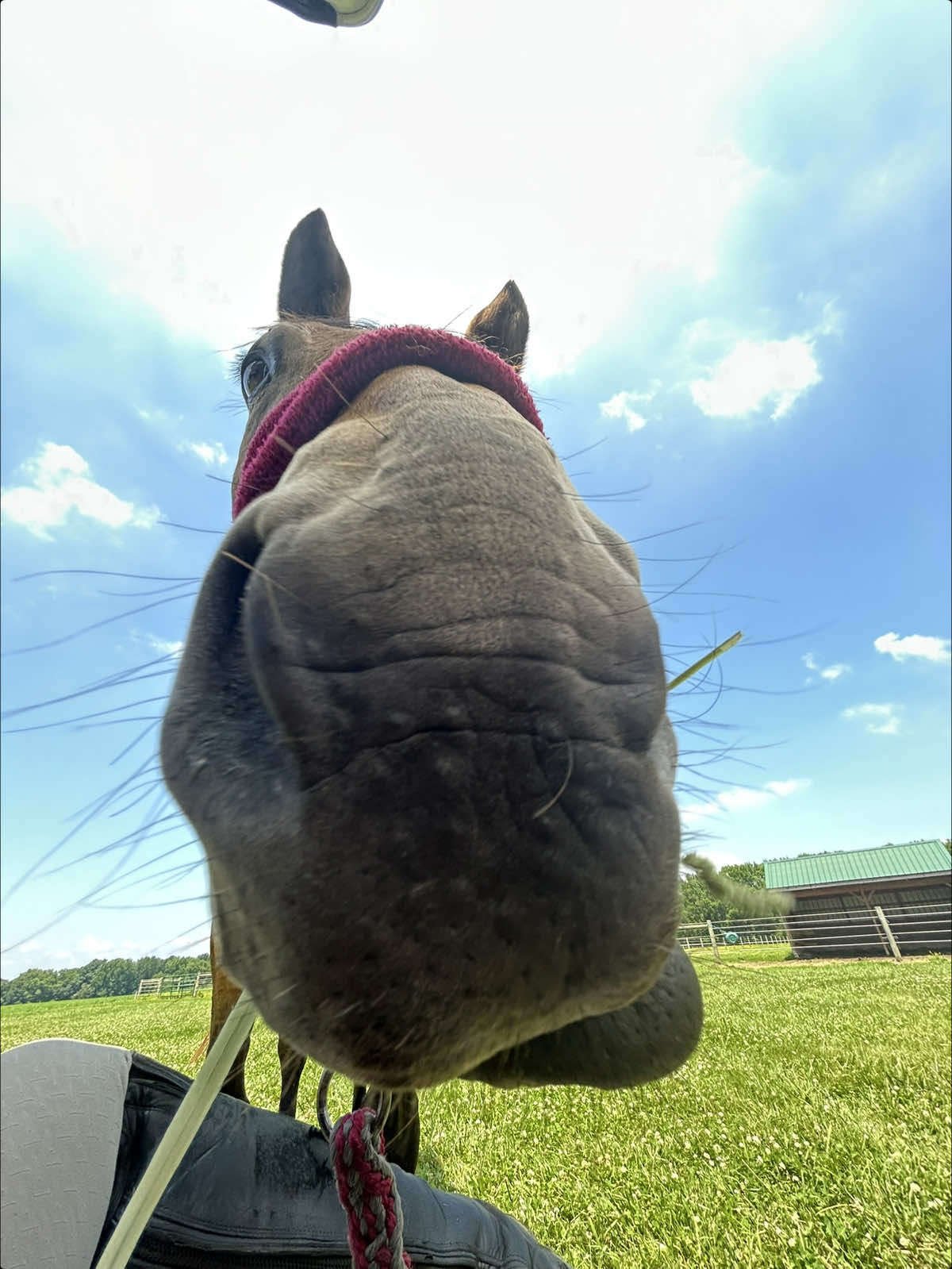 @Aftyn 🐎