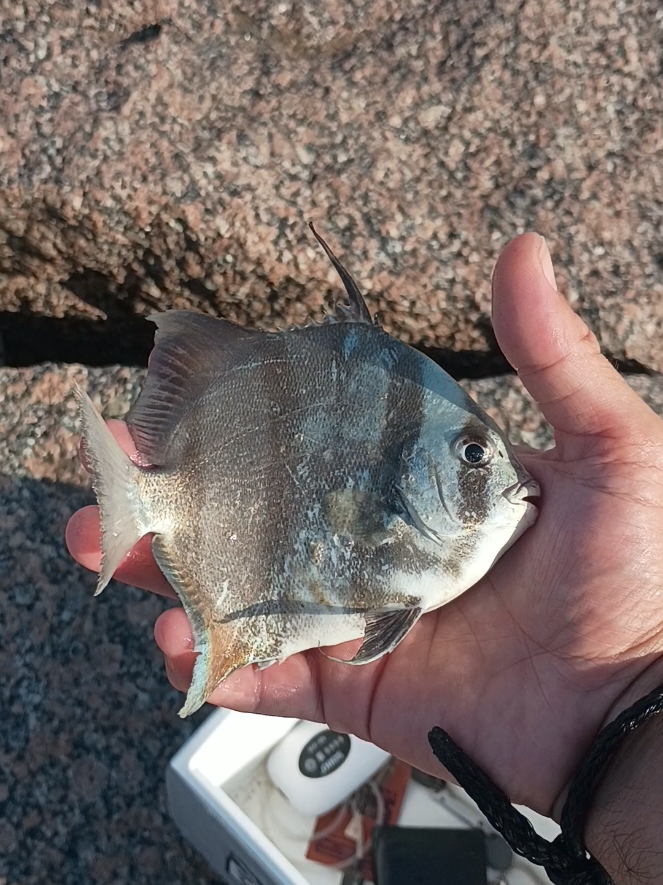 @Dirte's Tackle Shack