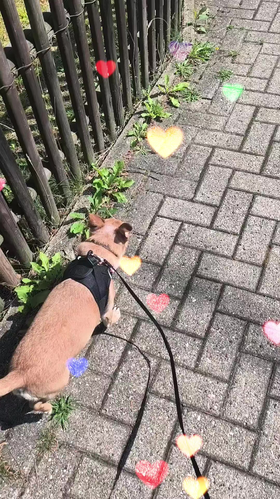 @❤️Kathi❤️Milow🐕❤️