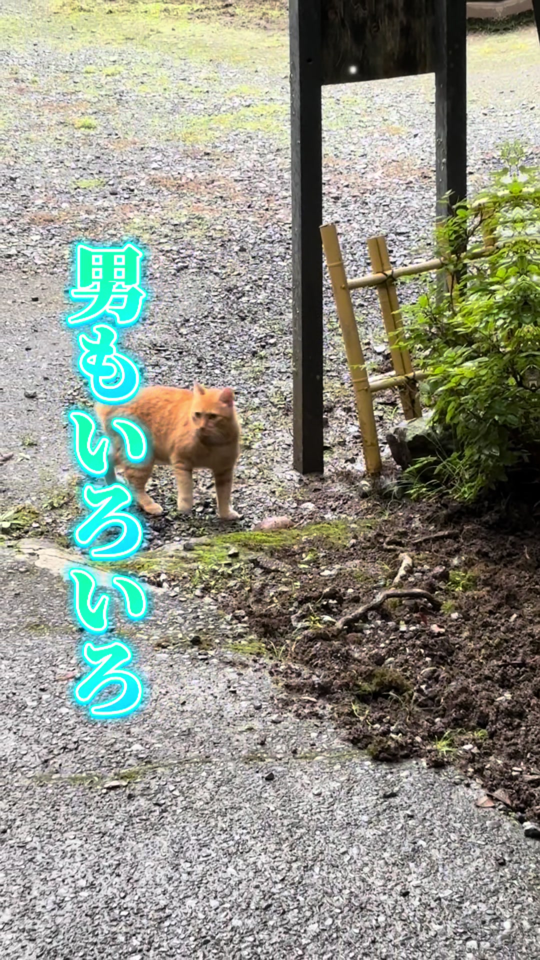 @リサたん