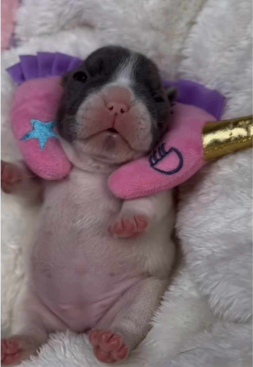@Pibble Plug