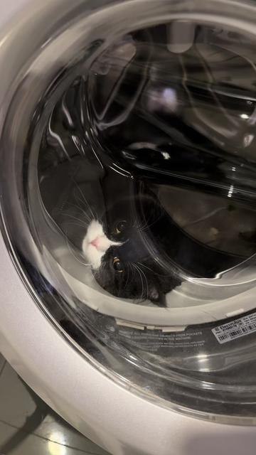 @Bucin cat