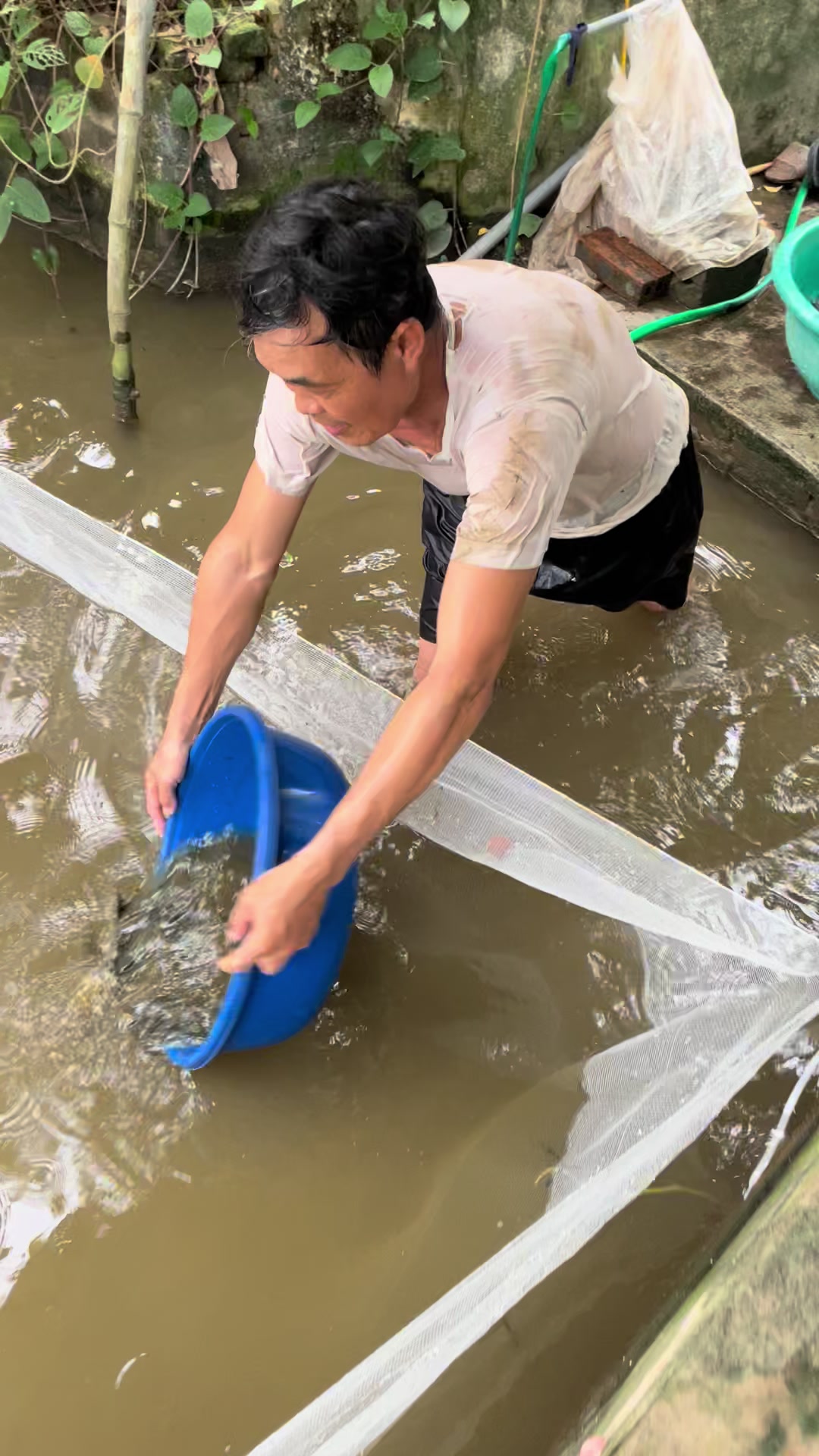 @Trại C&aacute; Giống Quang L&acirc;m
