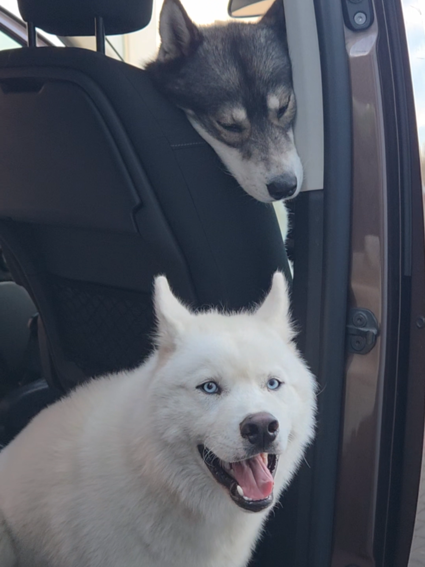 @husky.ananaski