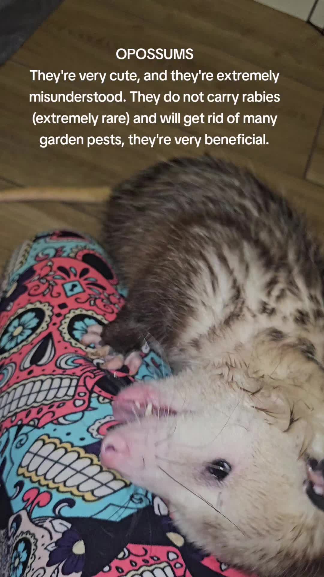 @OPOSSUM/DOG MOMMA Dea