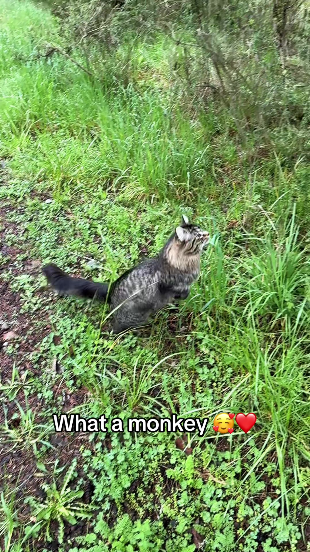 @itsbubblesinthewoods