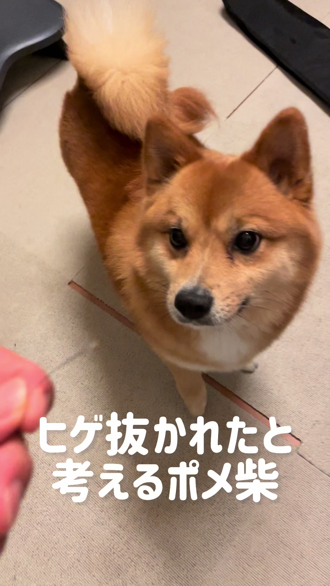 @ポメ柴もなか(もちゃ)୭