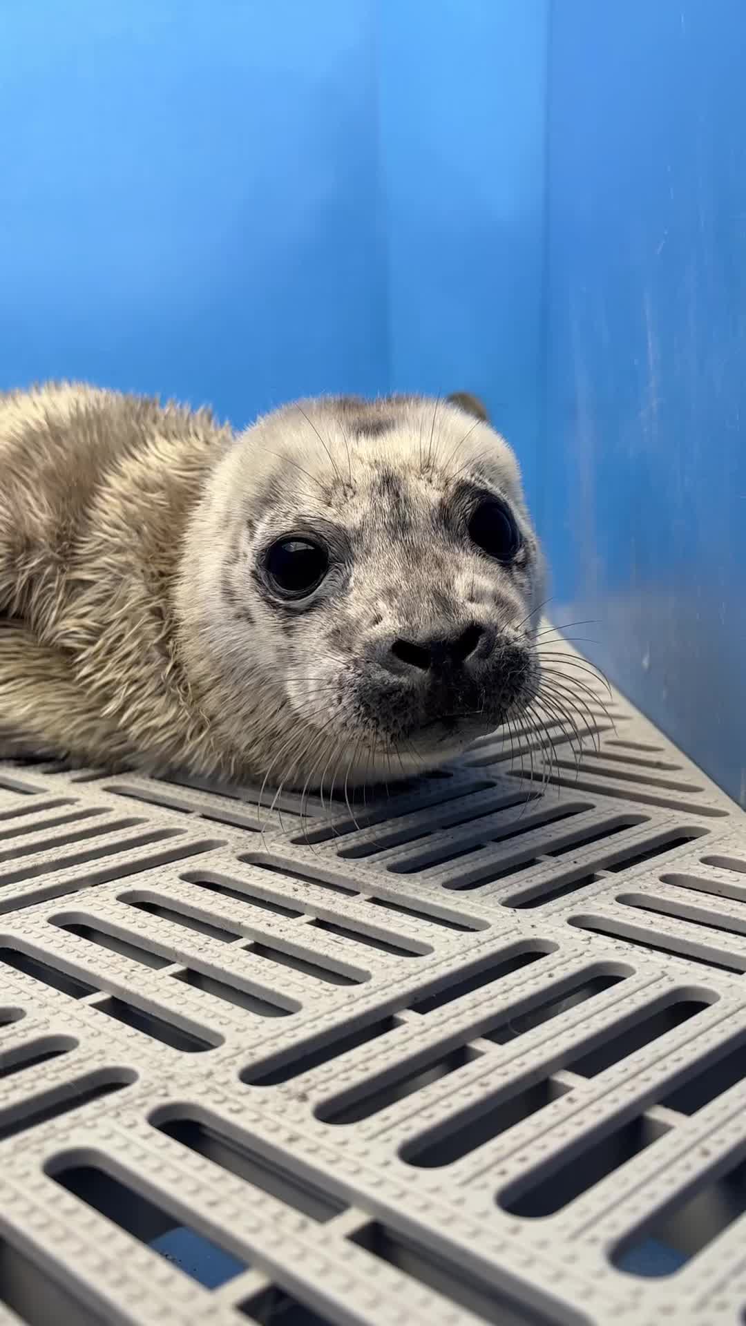 @Marine Mammal Rescue Society