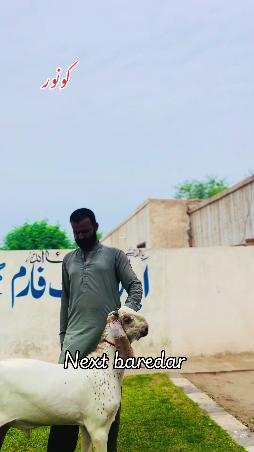 @Ayyan goat