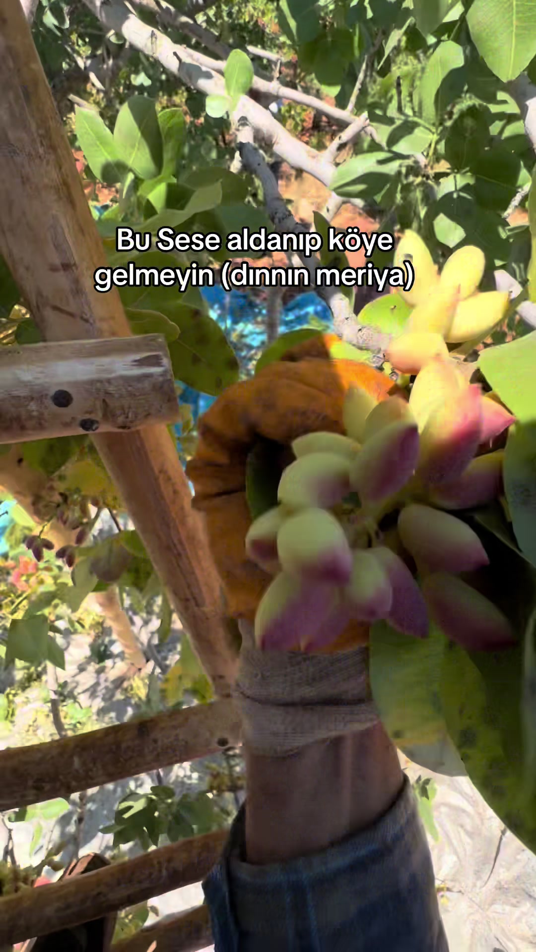 @Kemal Sağır