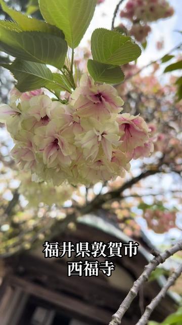 @剛仙