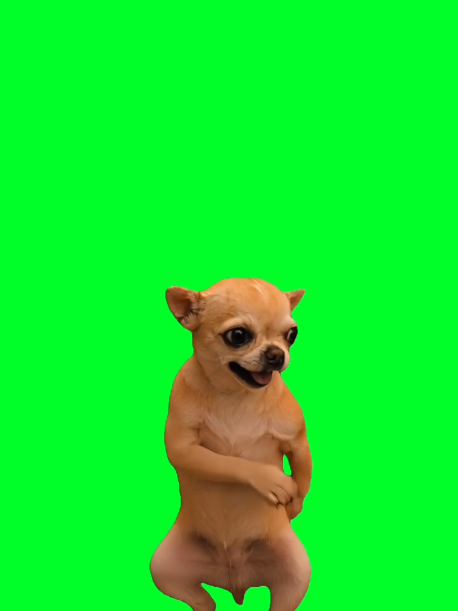 @TikTok Template