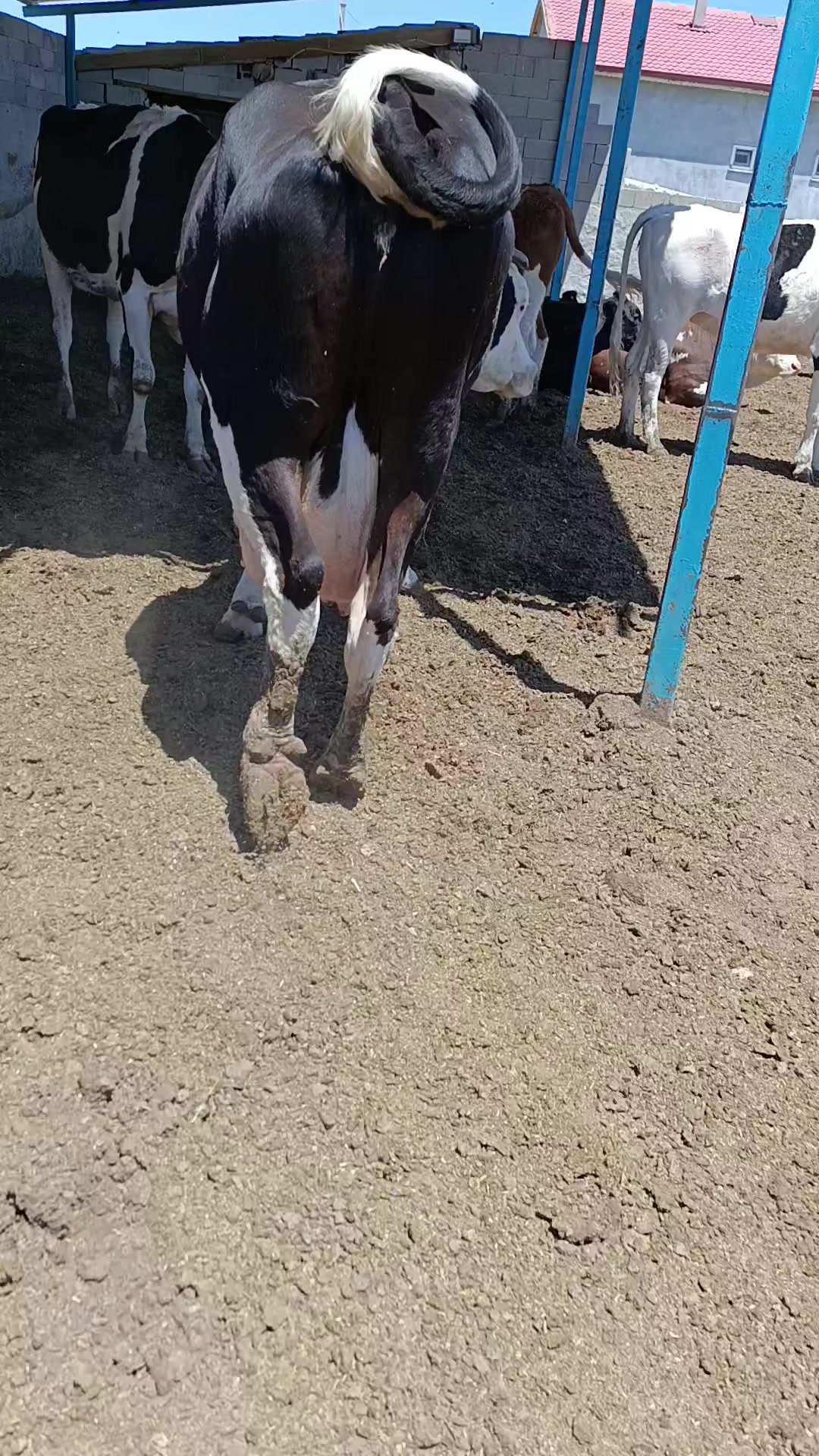 @Mehmet atılgan