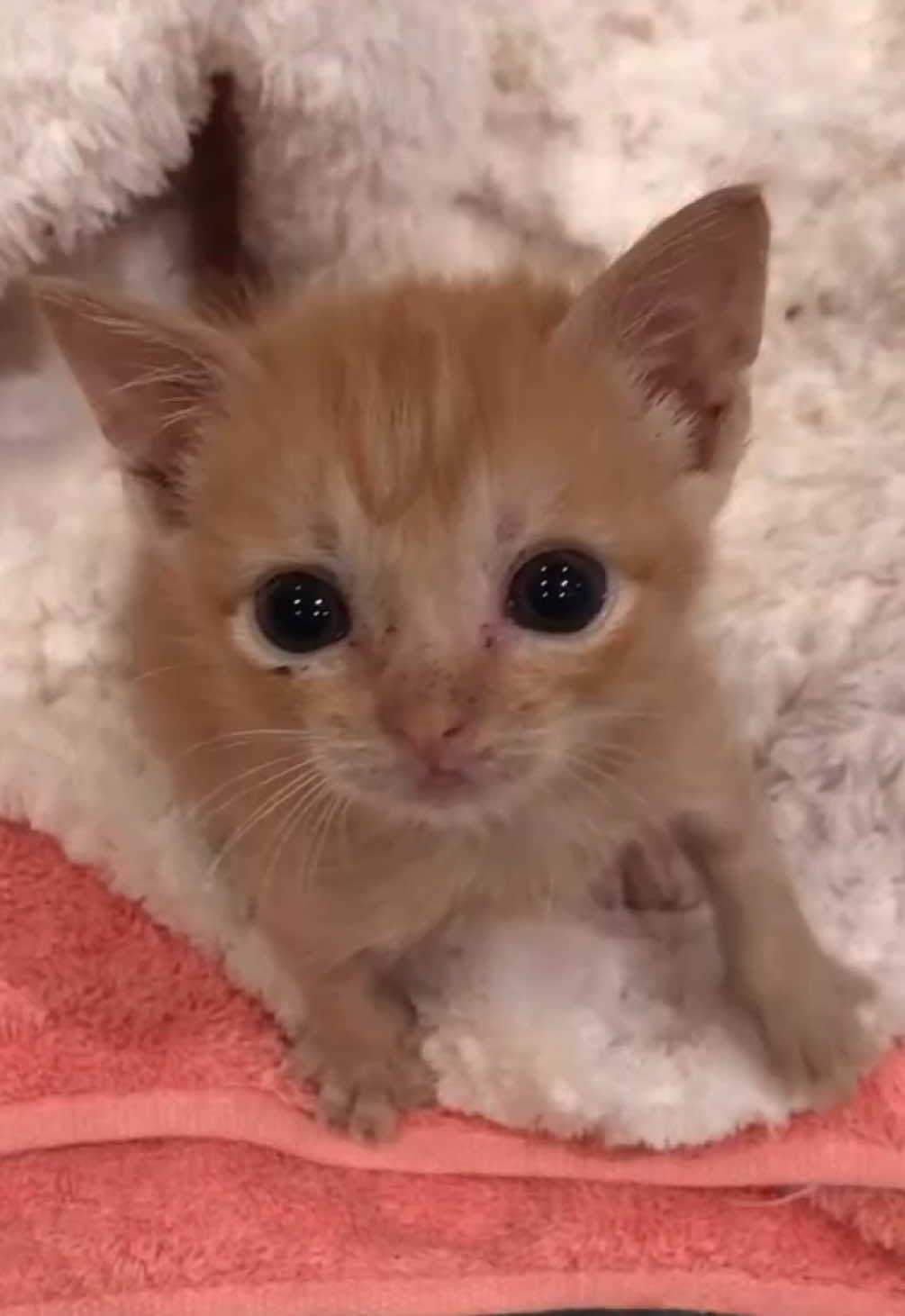 @kloutkittens