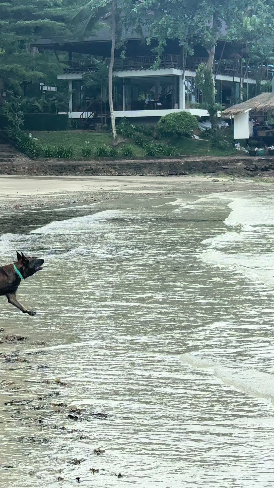 @doglifethailand