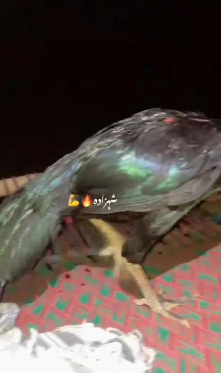 @بادشاہ اصیل گروپ جب 🔥♥️