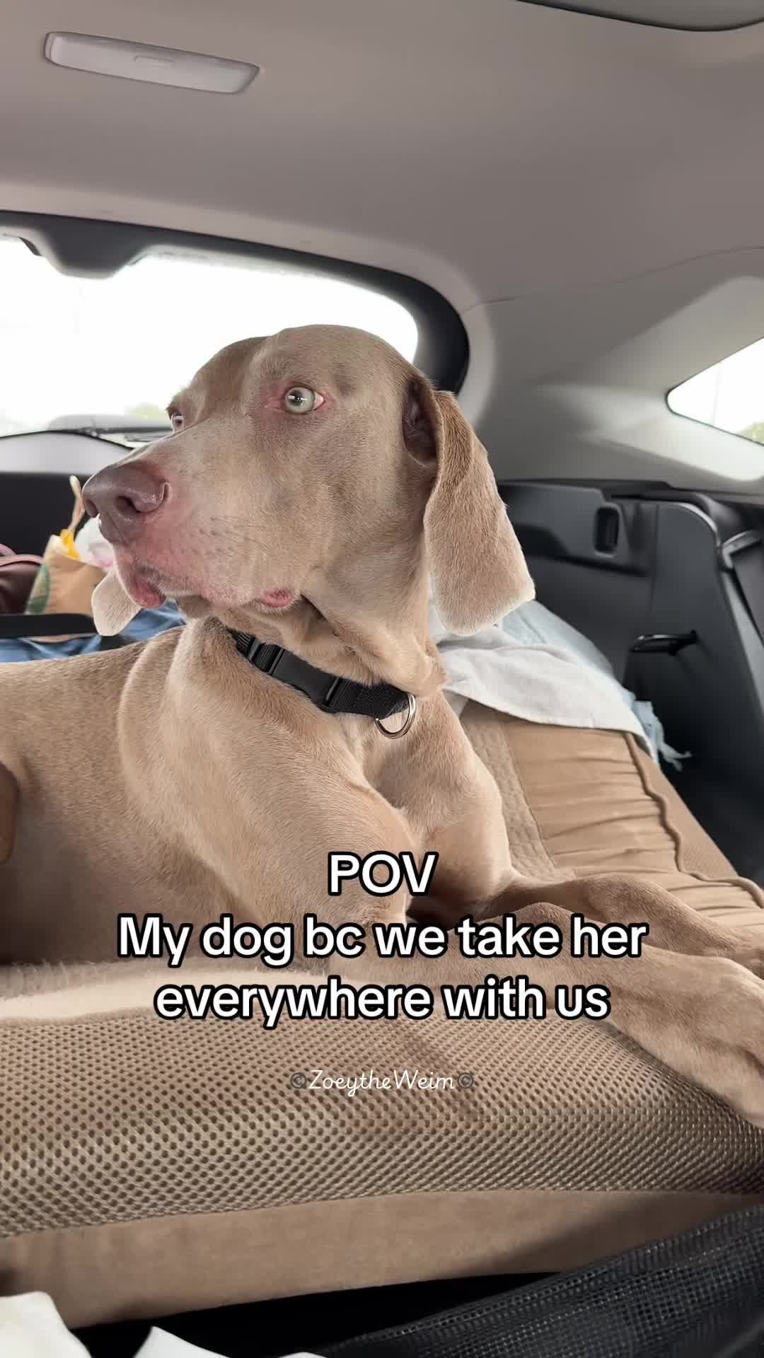@Zoey the Weim