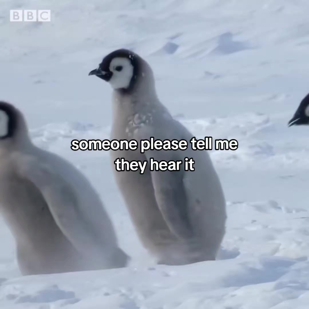 @charlie 🐧 d1 peso glazer