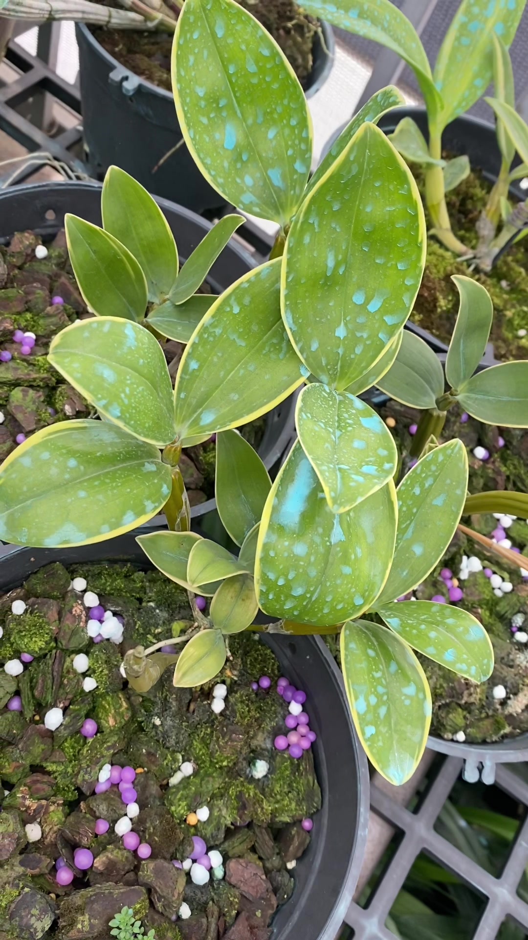 @Hoa lan Phạm Ánh