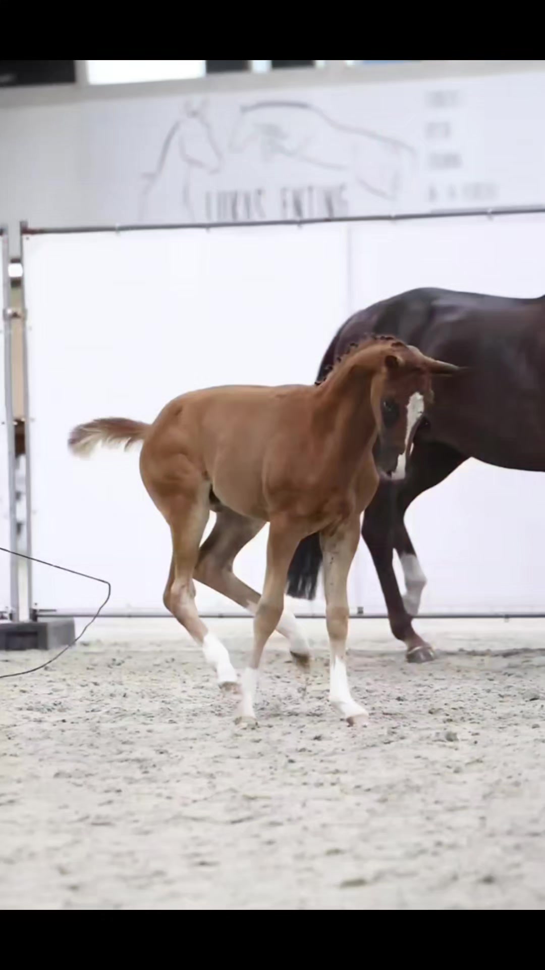 @🐎🐕CHLOE🐕🐎