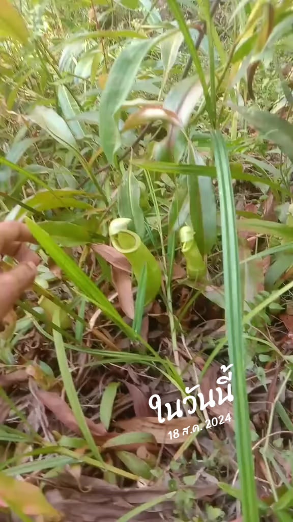 @Yee 1996🇹🇭