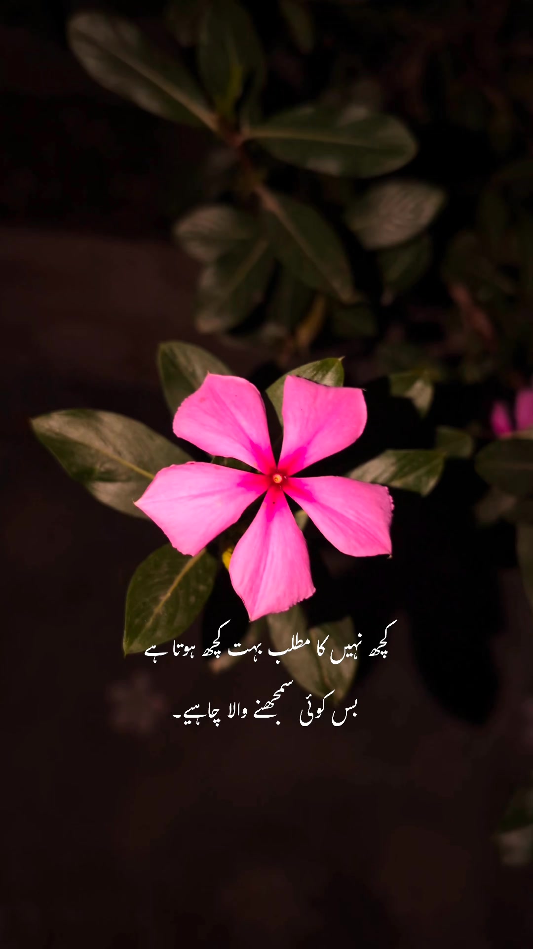 @ــــہہـ٨ــ&hearts;️ـــہہـ٨ـ
