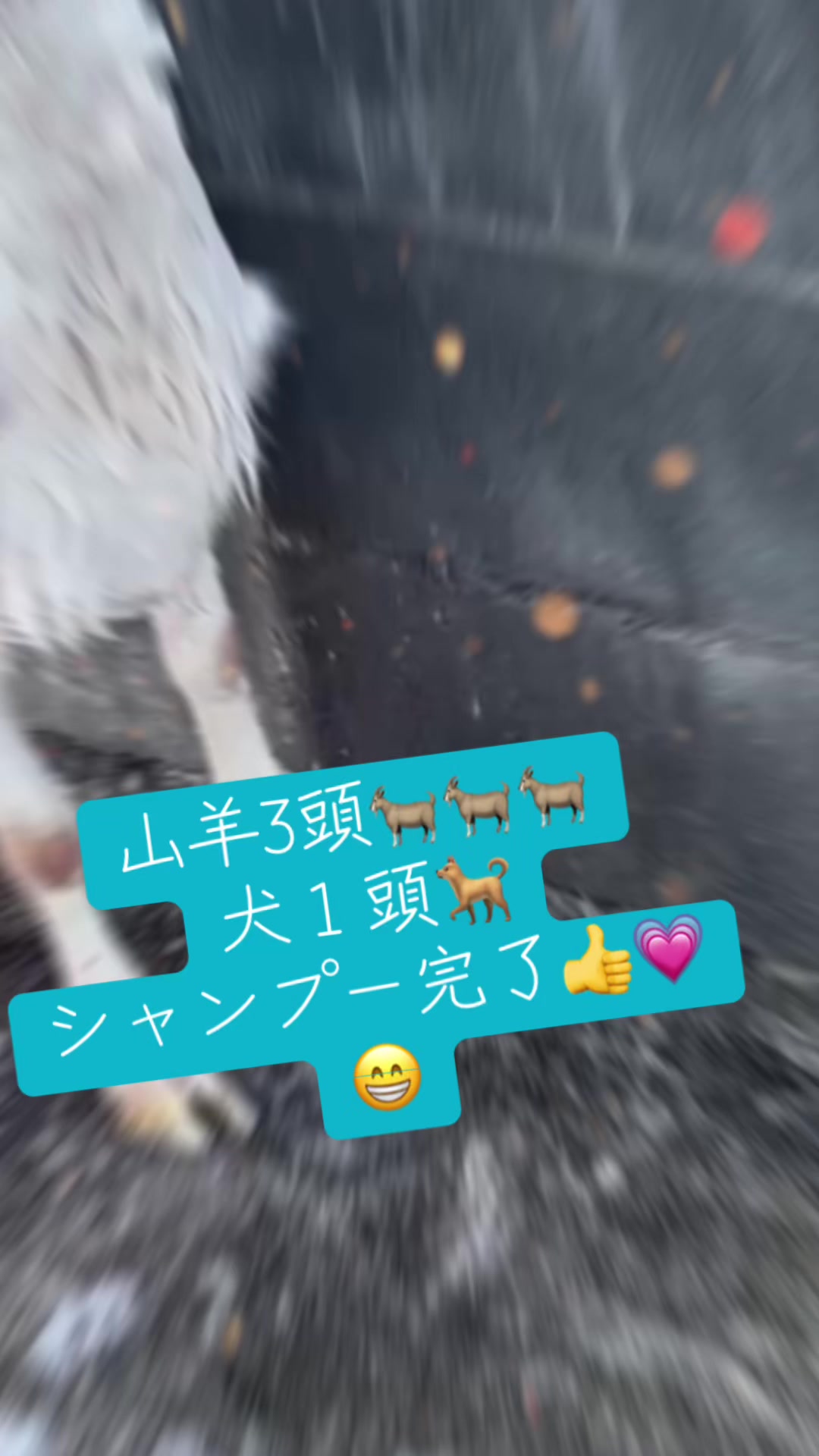 @ちゅうたん
