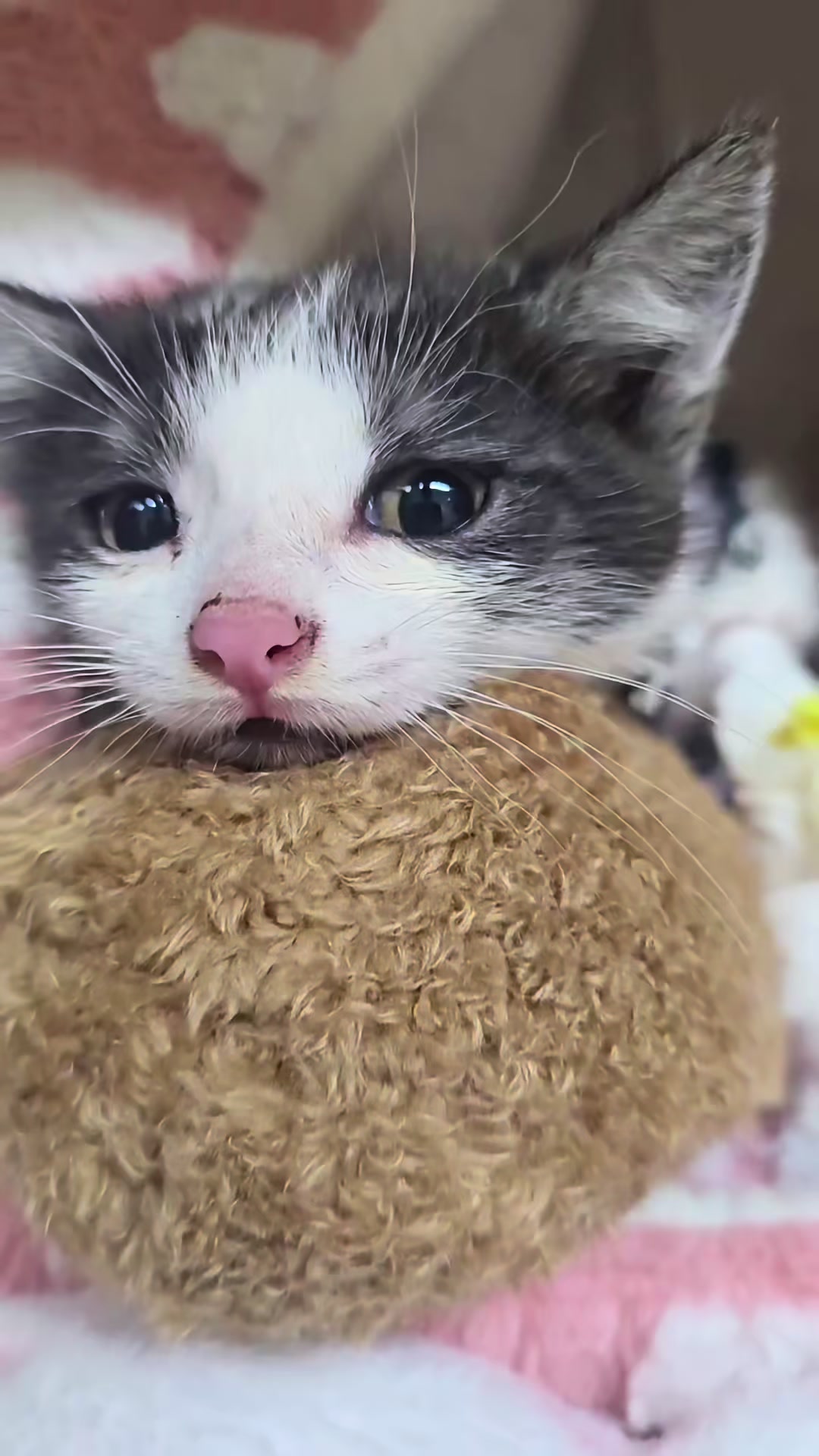 @aria_cats_rescue