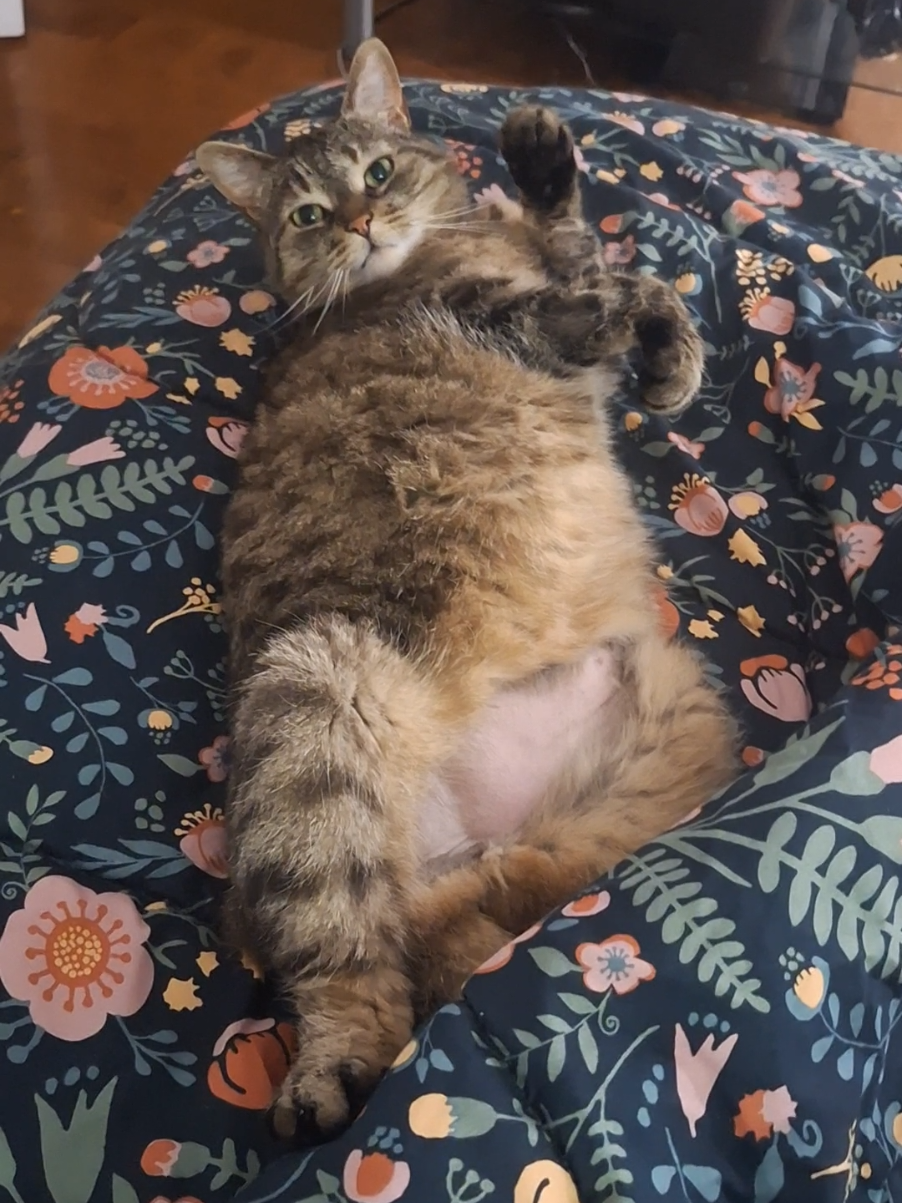 @Bellarda the cat